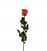 Rosen ohne Geschenkverpackung